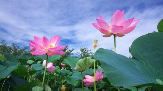 积极阳光的朋友圈唯美句子，满满正能量，夏日的午后送给自己