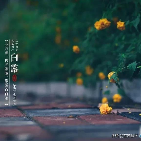 白露时节｜晴空一鹤排云上，便引诗情到碧霄