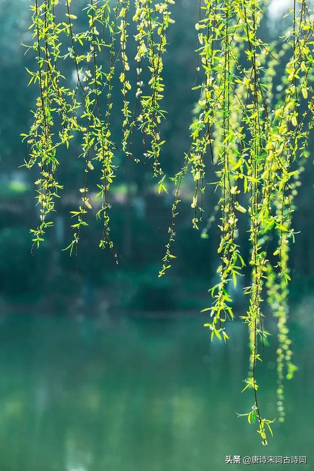 青青柳树春意浓