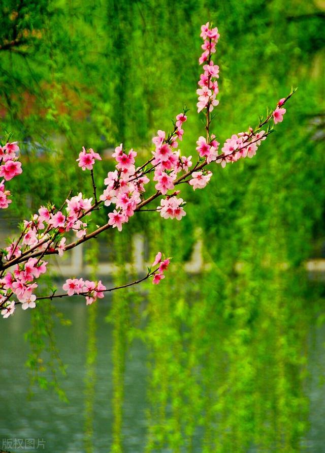 6首雨水节气的古诗词｜雨水节气的优美句子，雨水节气的古诗词