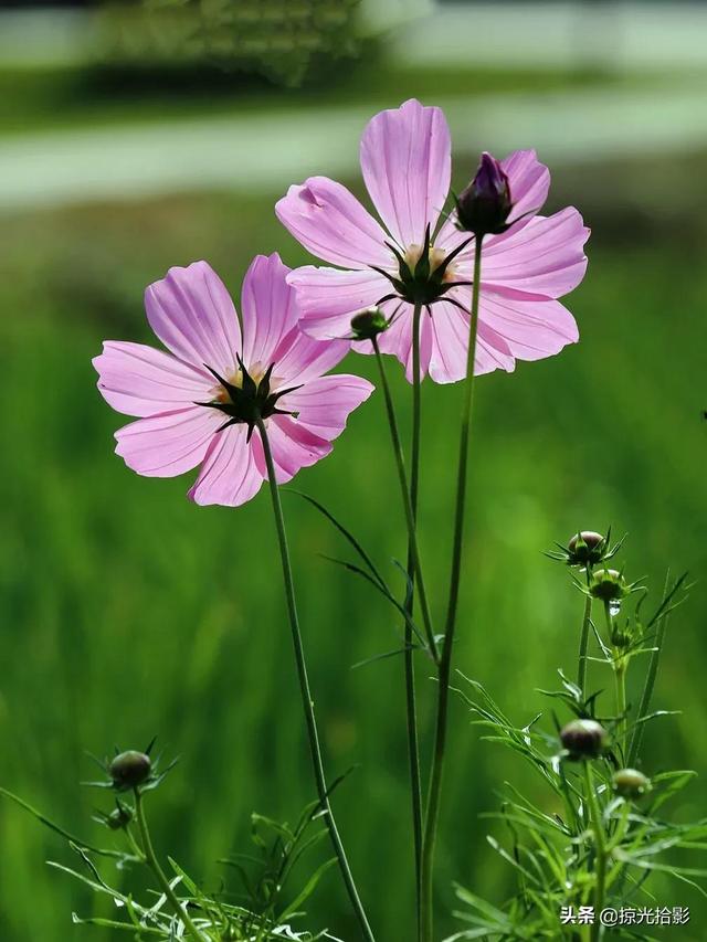 有花相伴，此生无憾