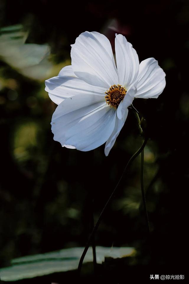 有花相伴，此生无憾