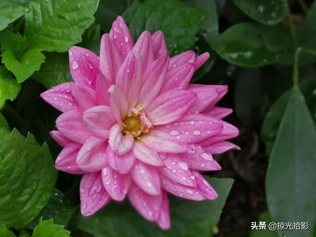 有花相伴，此生无憾