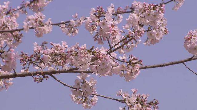 阳光明媚百花开，万紫千红总是春