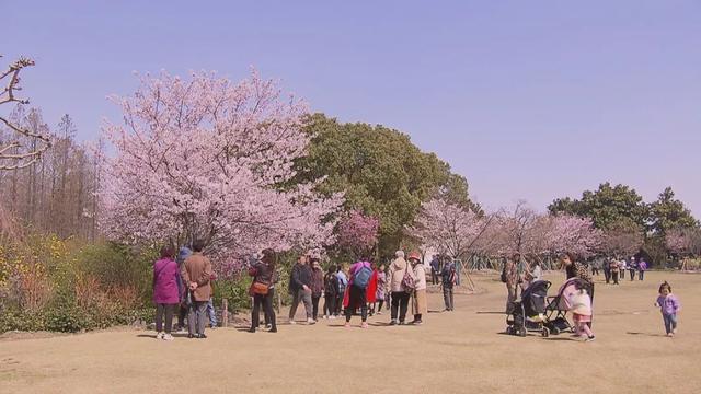 阳光明媚百花开，万紫千红总是春