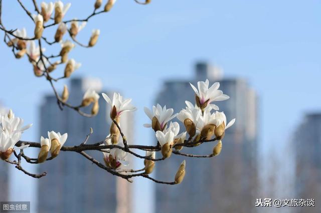 「刻玉玲珑，吹兰芬馥，搓酥滴份丰姿」六首唯美玉兰诗词欣赏