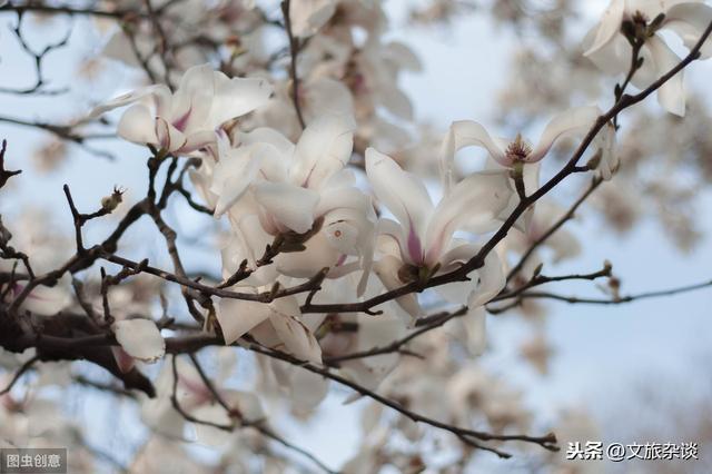 「刻玉玲珑，吹兰芬馥，搓酥滴份丰姿」六首唯美玉兰诗词欣赏