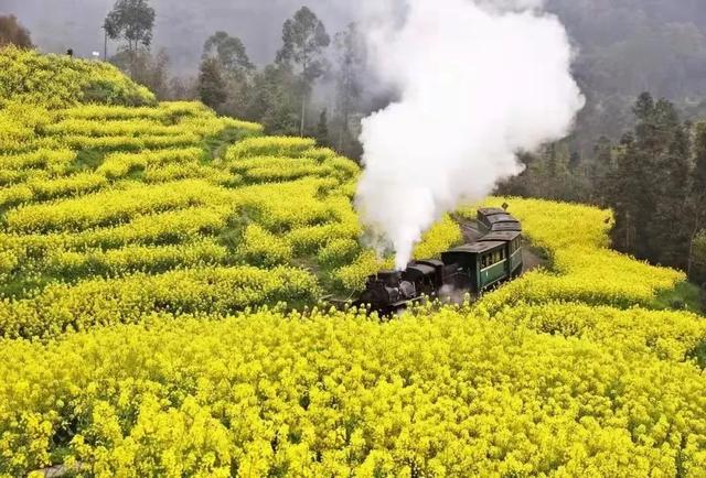 即将迎来最美！坐小火车赏油菜花海，还能吃美食，成都2h直达