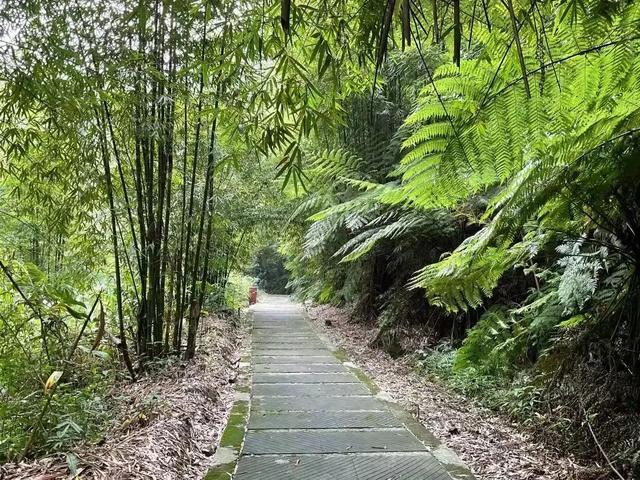 即将迎来最美！坐小火车赏油菜花海，还能吃美食，成都2h直达