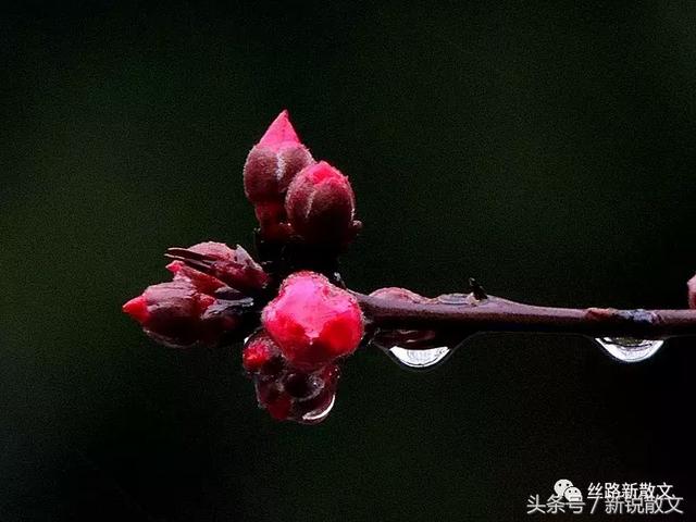 拥抱三月的雨