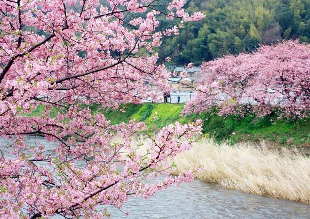 【诗词鉴赏】樱花浅语 淡抒流年