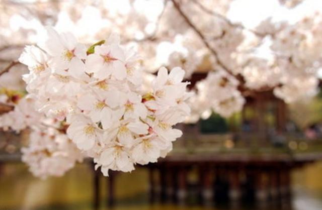 【诗词鉴赏】樱花浅语 淡抒流年