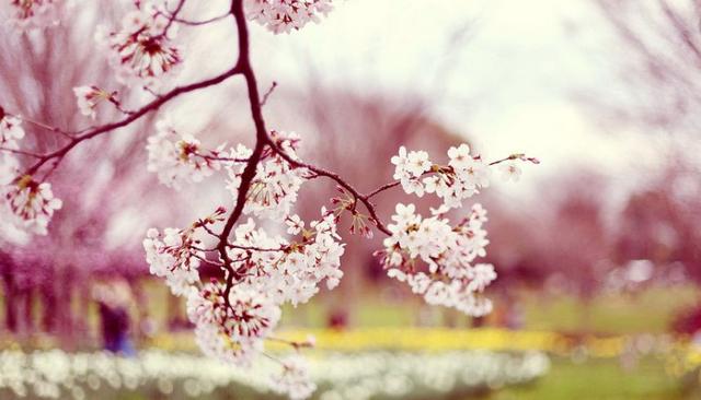 【诗词鉴赏】樱花浅语 淡抒流年