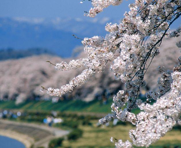 【诗词鉴赏】樱花浅语 淡抒流年