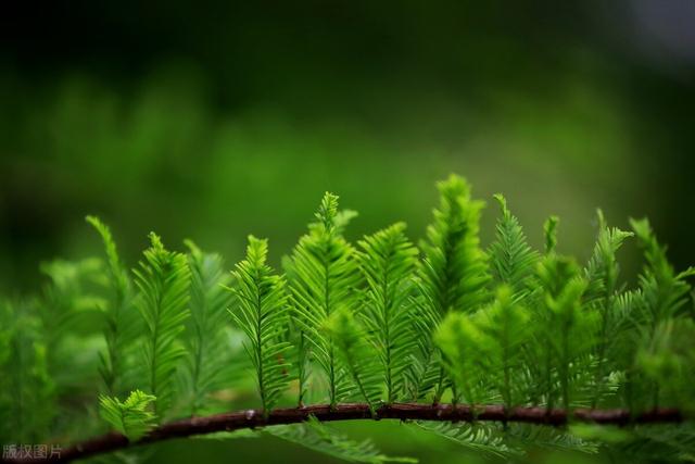 今天是芒种节，关于芒种的农村俗语有哪些，分别是什么意思？