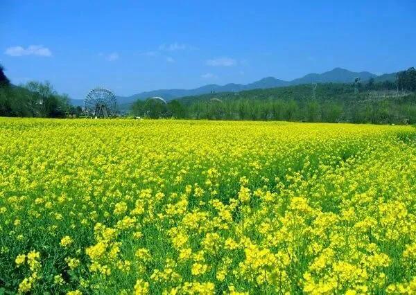 七绝·油菜花 八首