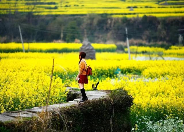 七绝·油菜花 八首