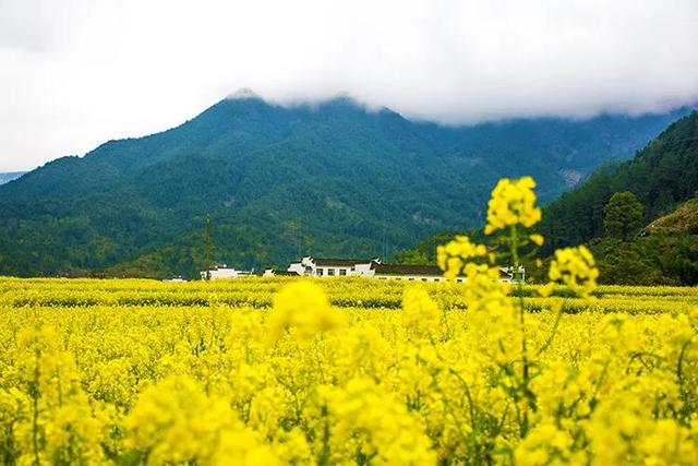 七绝·油菜花 八首