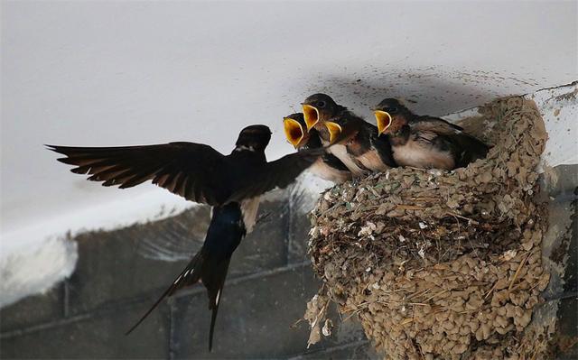 为什么燕子喜欢在人类屋檐下筑巢？寓意是好是坏？
