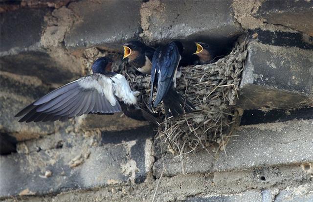 为什么燕子喜欢在人类屋檐下筑巢？寓意是好是坏？