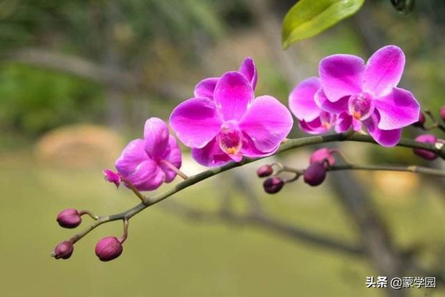 读诗｜兰花待春风，深林含芳馨，70首兰花古诗词，静待春暖花开