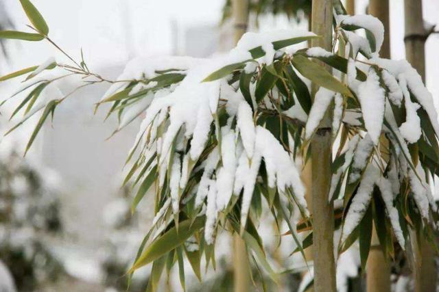 「原创诗词」管恩锋 | 若无瑞雪催春发 哪有千花焕彩颜（咏雪20首）