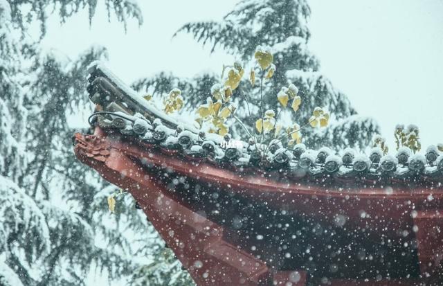 「原创诗词」管恩锋 | 若无瑞雪催春发 哪有千花焕彩颜（咏雪20首）