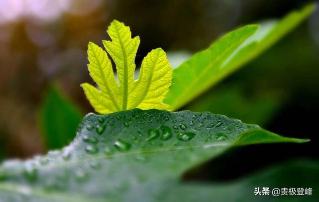 十首听雨诗词，十种心情，雨水淅淅，引人沉思