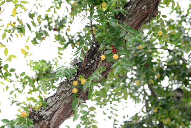 院子种果树最旺宅，尤其是这5种，全是好寓意