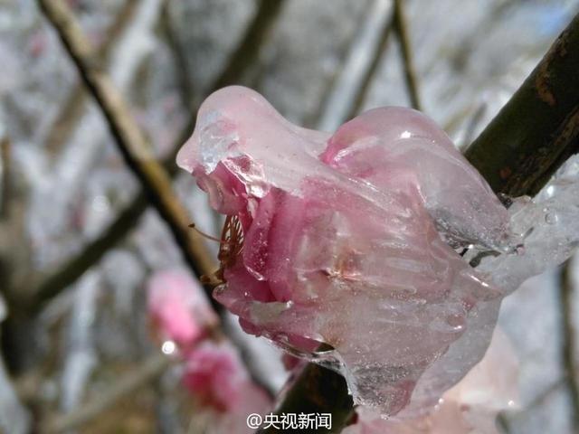 “雨凇”、“霜花”、“雾凇”，这些冬日自然气象用英语怎么说？