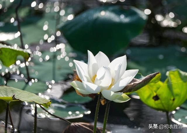 唯美秋水荷花七首：亭亭秋水玉芙蓉，明月清风，笑相逢