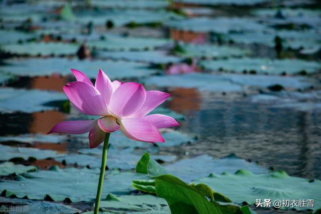 唯美秋水荷花七首：亭亭秋水玉芙蓉，明月清风，笑相逢