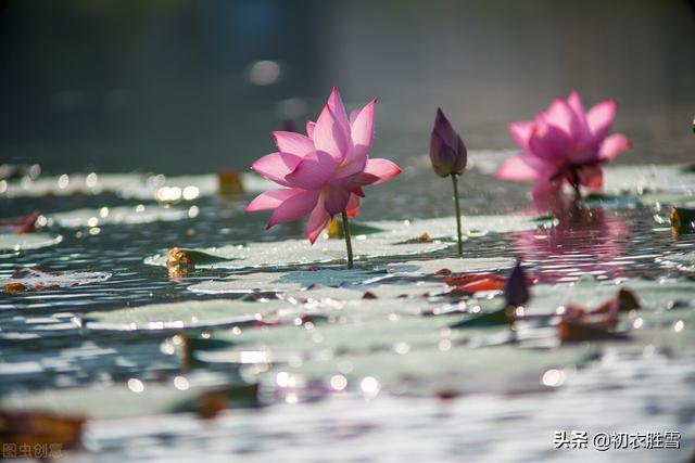 唯美秋水荷花七首：亭亭秋水玉芙蓉，明月清风，笑相逢