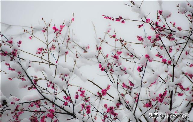 清代诗人一首咏雪诗，大雪纷飞白梅盛开，道尽下雪的况味和意境