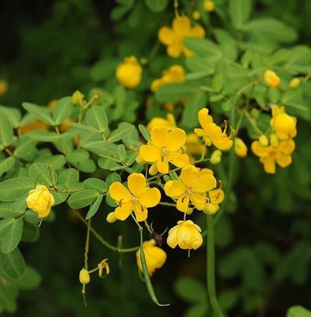 72各种各样的花花好漂亮，五颜六色，色彩鲜艳，美不胜收