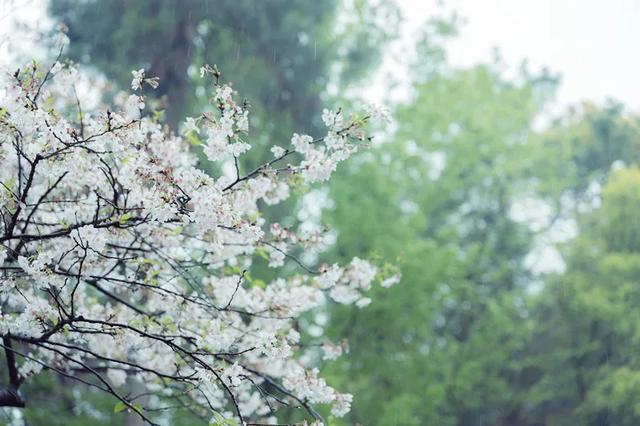 人民日报总结：100首春光诗词，一起感受春天里最美的风景