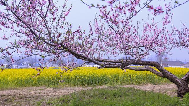 春到桃花水，飘然一叶舟。读古诗词，邂逅时光里的桃花流水