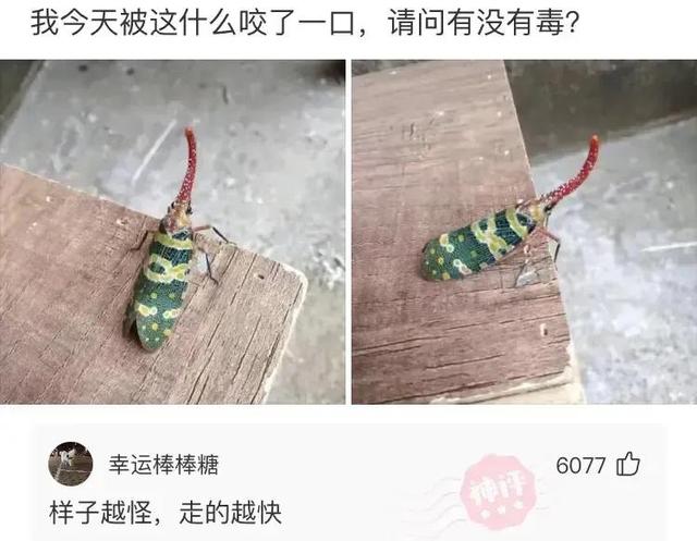 搞笑神评：爱逛街是女人的天性