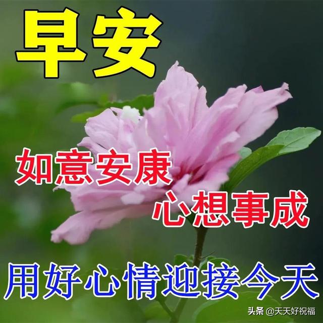 冬日最新特漂亮早上好鲜花动画图片带祝福语 最美早安问候图片带字