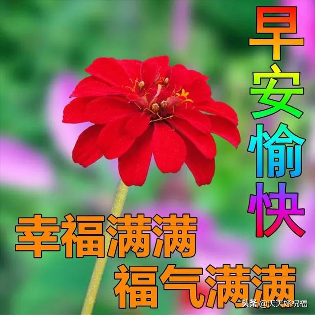 冬日最新特漂亮早上好鲜花动画图片带祝福语 最美早安问候图片带字