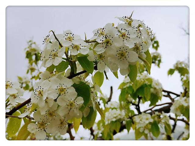 一点白、一片白、一沟的白、一岭子的白 ,满眼梨花醉，满心醉欢颜