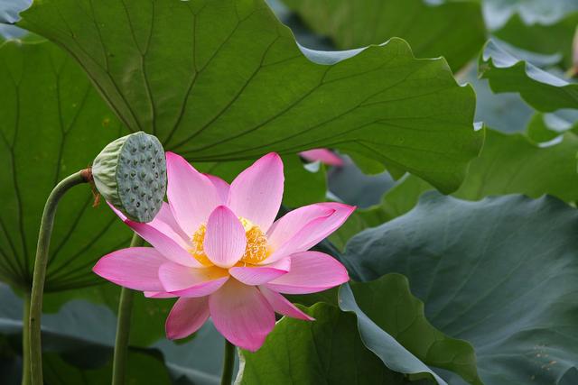 「诗词鉴赏」12首荷花诗词，让荷花的诗意，带来夏日的清凉