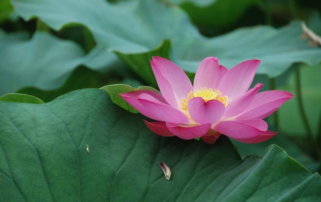 「诗词鉴赏」12首荷花诗词，让荷花的诗意，带来夏日的清凉