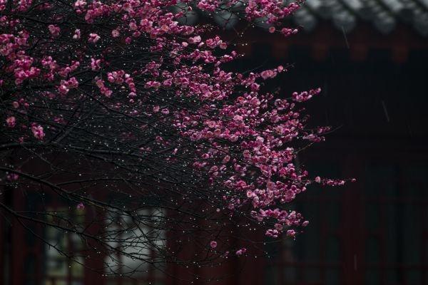 冒雪拍了几个小时梅花，值了｜城市摄影队