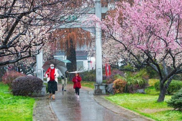 冒雪拍了几个小时梅花，值了｜城市摄影队