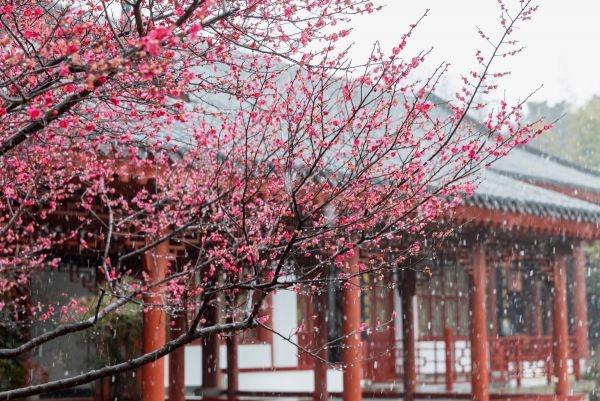 冒雪拍了几个小时梅花，值了｜城市摄影队