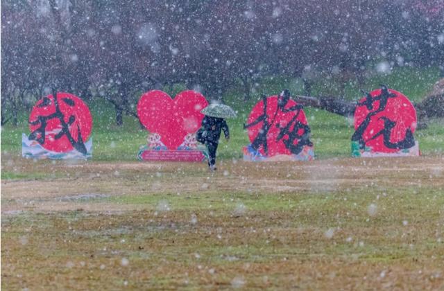 冒雪拍了几个小时梅花，值了｜城市摄影队