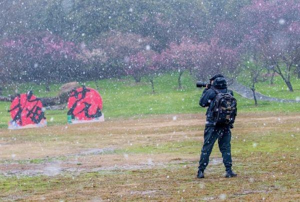 冒雪拍了几个小时梅花，值了｜城市摄影队