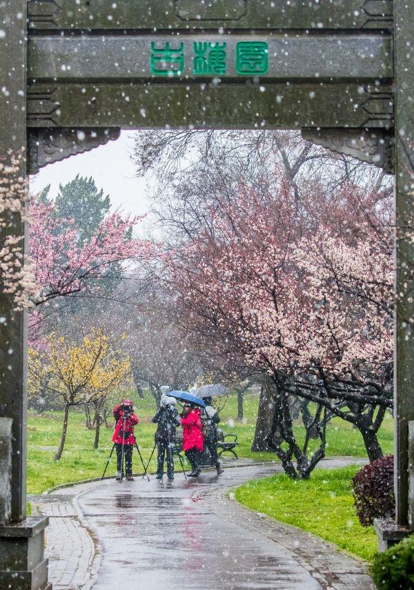 冒雪拍了几个小时梅花，值了｜城市摄影队