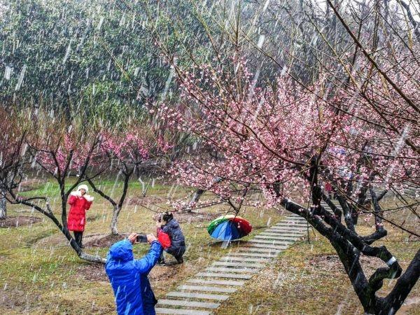 冒雪拍了几个小时梅花，值了｜城市摄影队